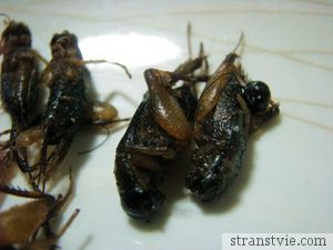 Жареные тараканы