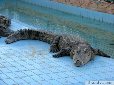 Спящий крокодил