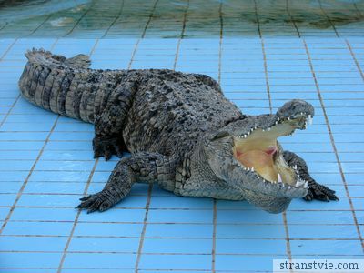 Пасть крокодила
