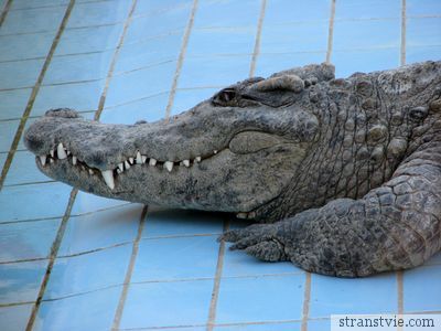 Улыбка крокодила